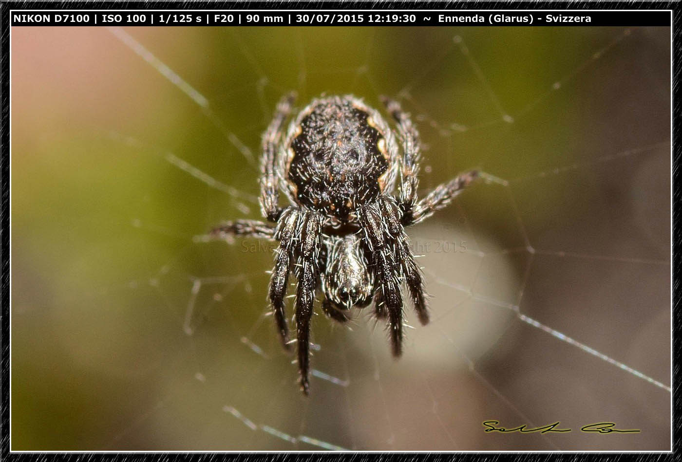 Nuctenea umbratica - Enneda (Svizzera)